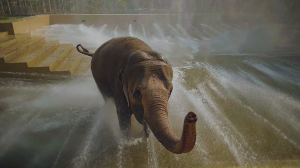 Vantara Supports Madhuri’s Return to Kolhapur: A Step Towards Unity and Compassion