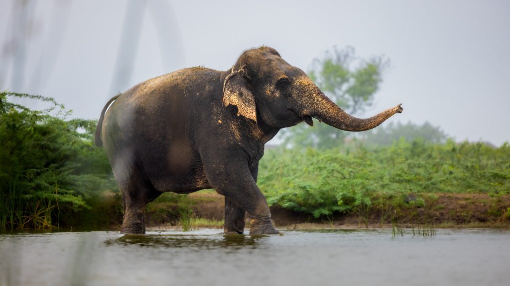 Vantara Supports Madhuri’s Return to Kolhapur: A Step Towards Unity and Compassion