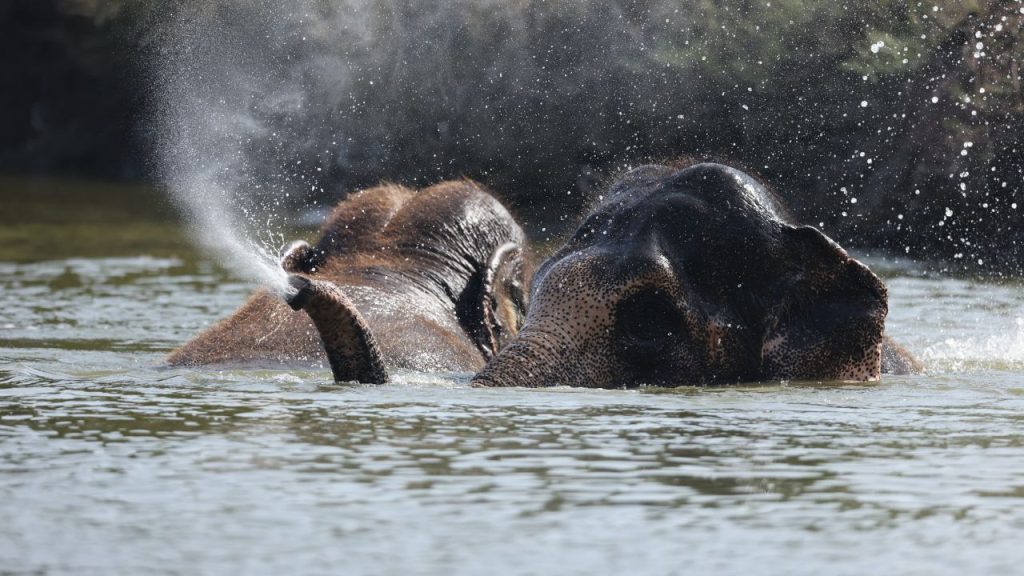 Vantara Supports Madhuri’s Return to Kolhapur: A Step Towards Unity and Compassion