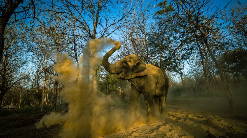 Vantara Supports Madhuri’s Return to Kolhapur: A Step Towards Unity and Compassion