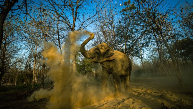 Vantara Supports Madhuri’s Return to Kolhapur: A Step Towards Unity and Compassion