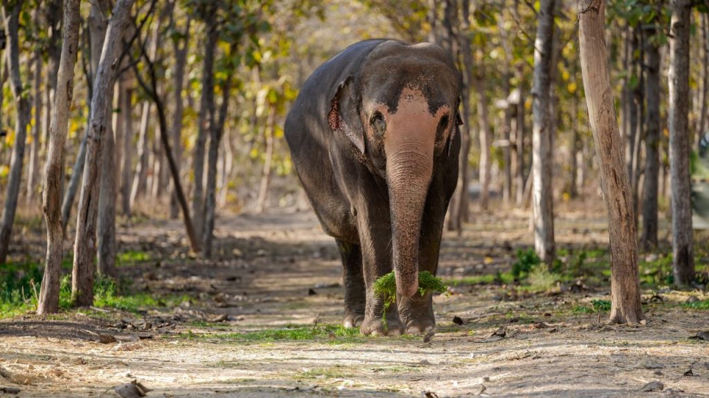 Vantara Supports Madhuri’s Return to Kolhapur: A Step Towards Unity and Compassion