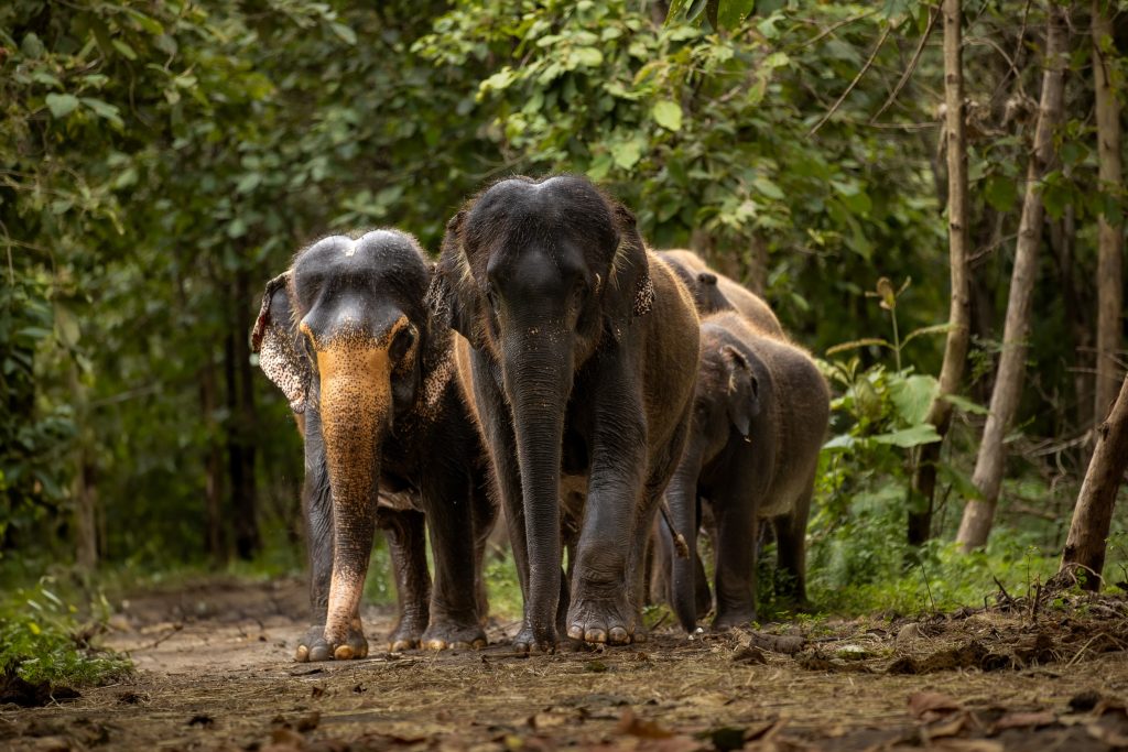 Vantara Supports Madhuri’s Return to Kolhapur: A Step Towards Unity and Compassion